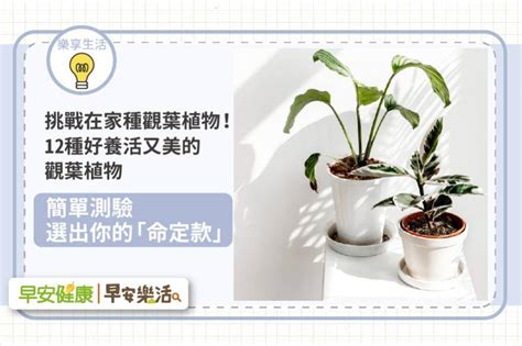 在家種植物|挑戰在家種觀葉植物！12種好養活又美的觀葉植物，簡。